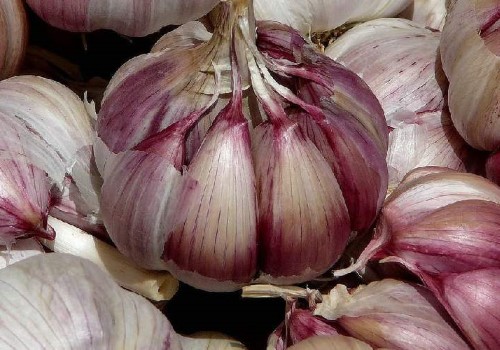 تصویر 3 از سیر قرمز همدان سالم مناسب فرآوری و بسته بندی حرفه ای